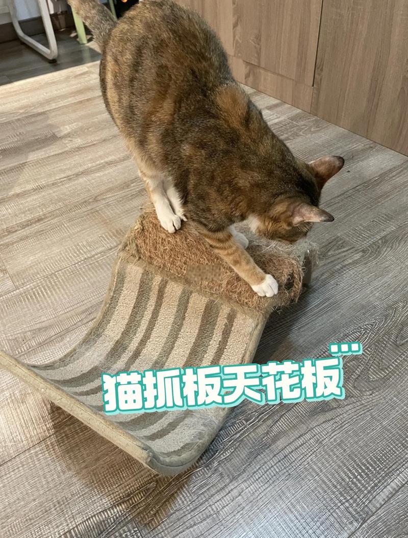英短蓝猫躲在猫抓板后咬主人脚趾实拍