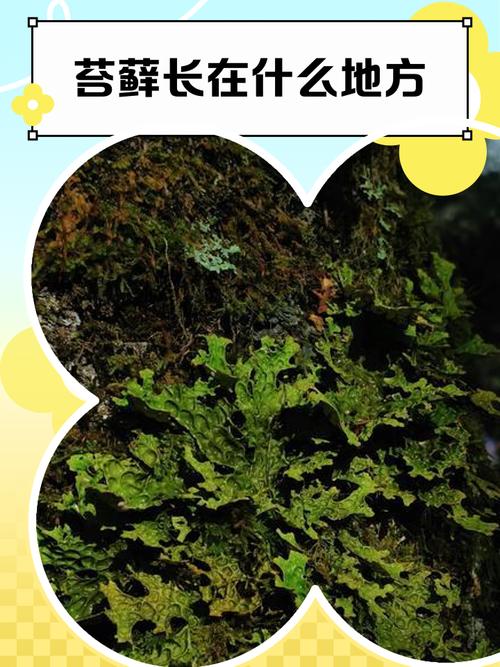 哪些地方最容易偷偷长苔藓，别等发霉了才发现