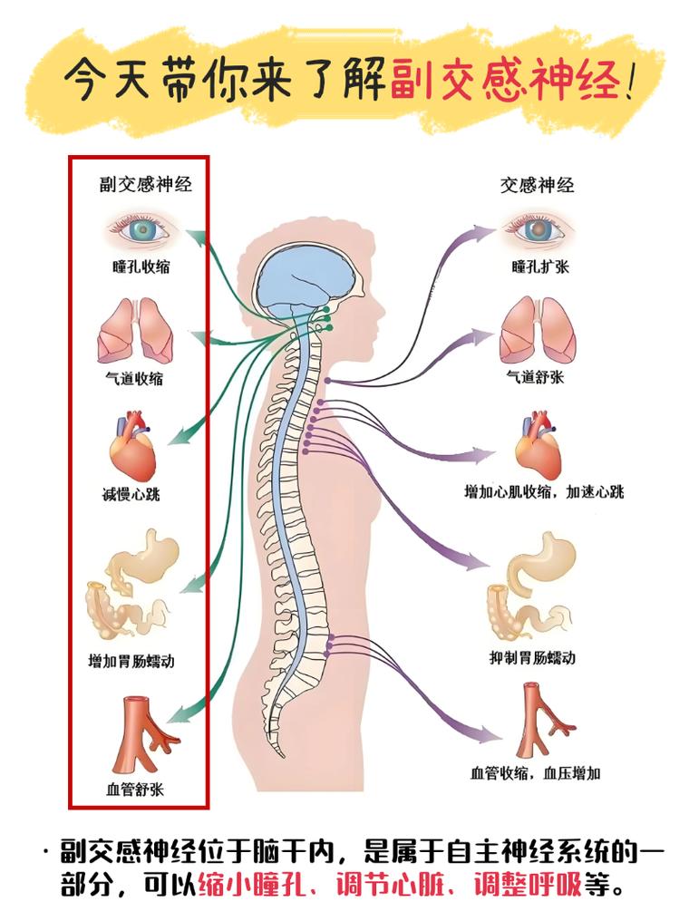 饭后人体副交感神经激活状态示意图