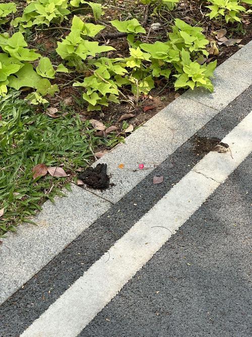 小区绿化带里齐平狗鼻子高度的树干尿渍标记实拍