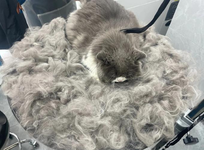 换毛季猫咪梳毛半盆浮毛实拍图