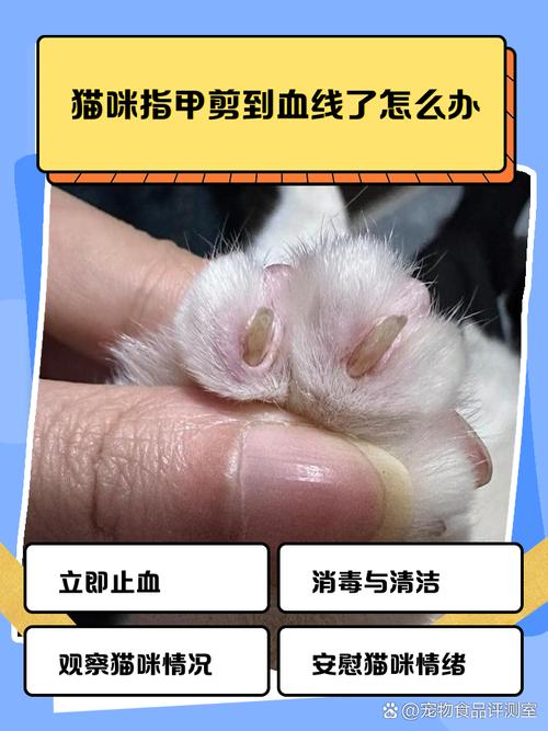 宠物剪指甲剪到血线后纱布按压止血实操图