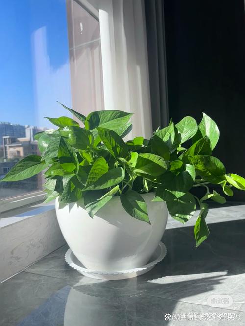 秋冬窗边绿植净化空气