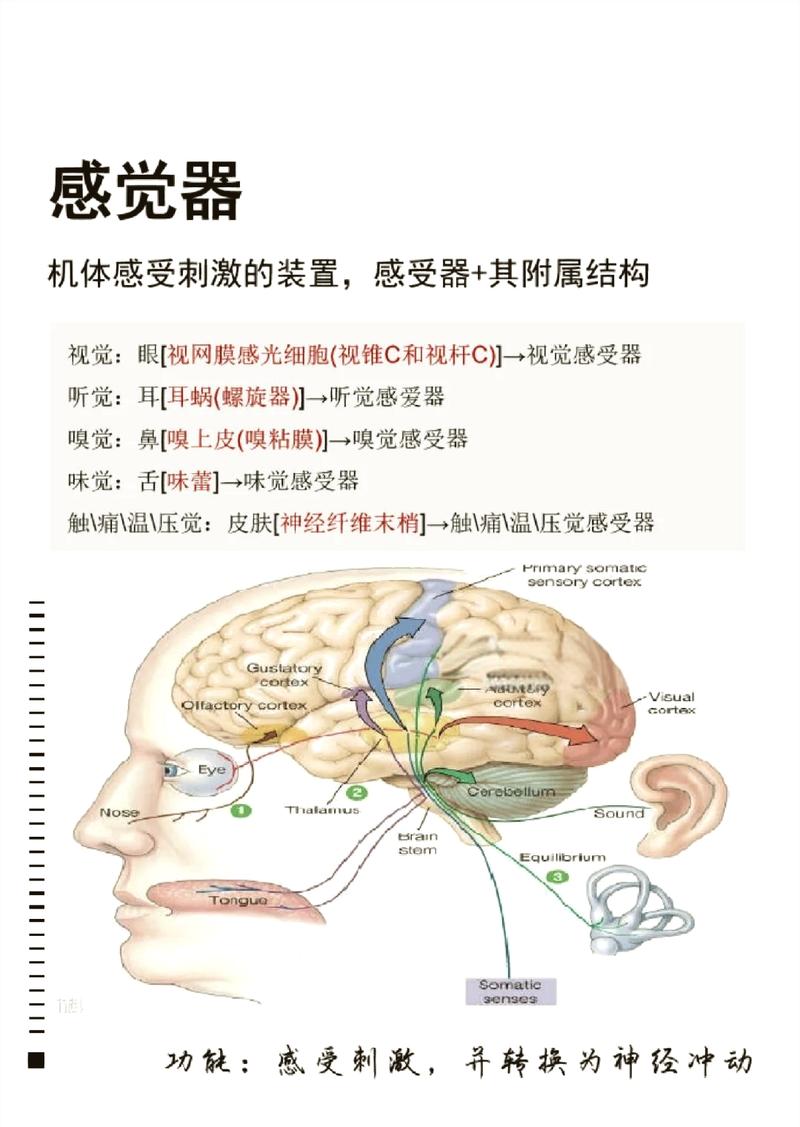 儿童与成人触觉感受器分布密度对比示意图
