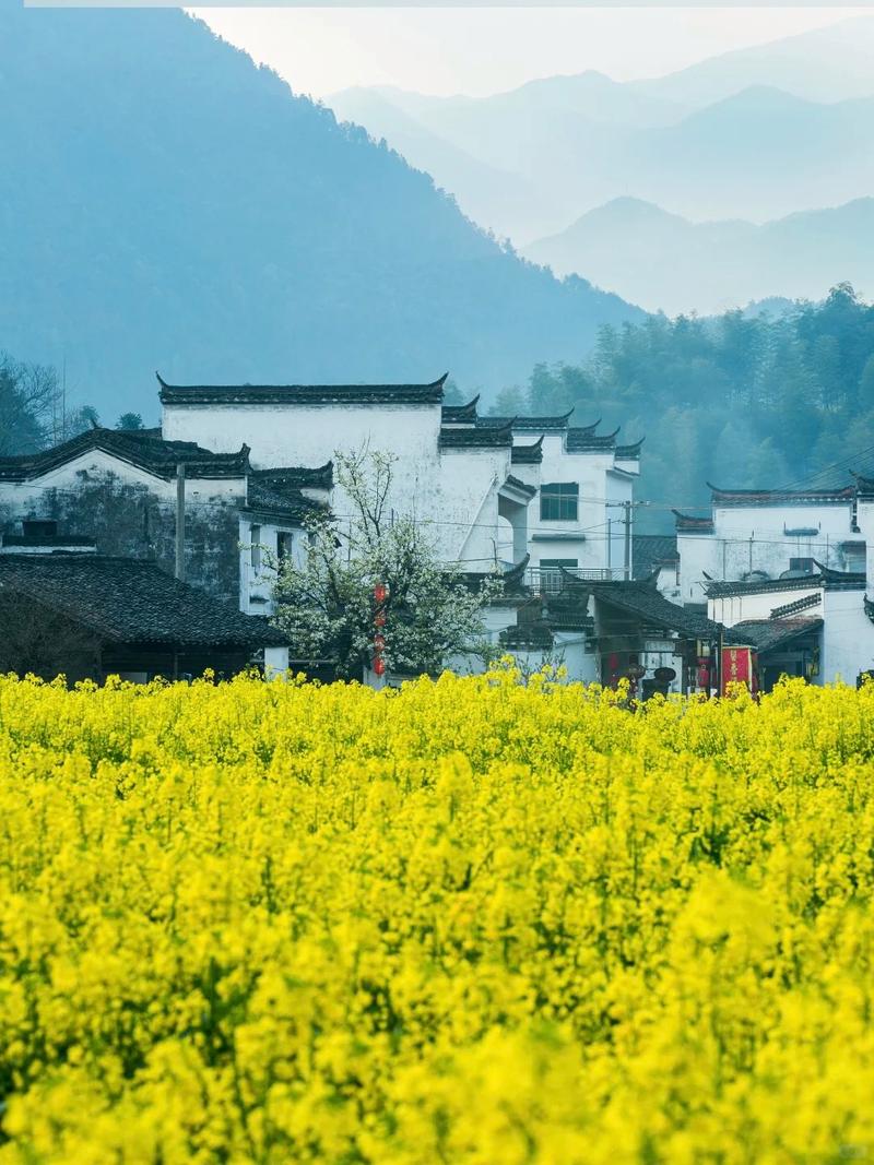 婺源油菜花:不只是油菜花,是徽派建筑的底色