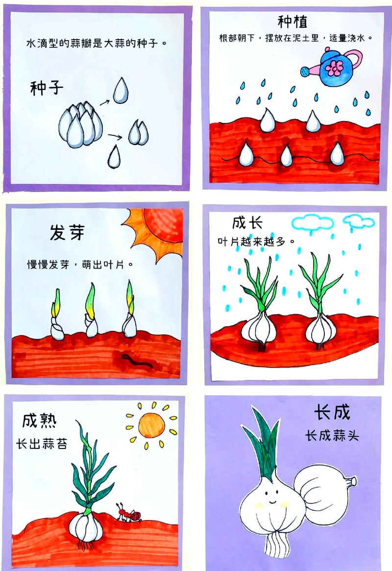 种蒜观察:从一瓣到一整头,中间全是意外