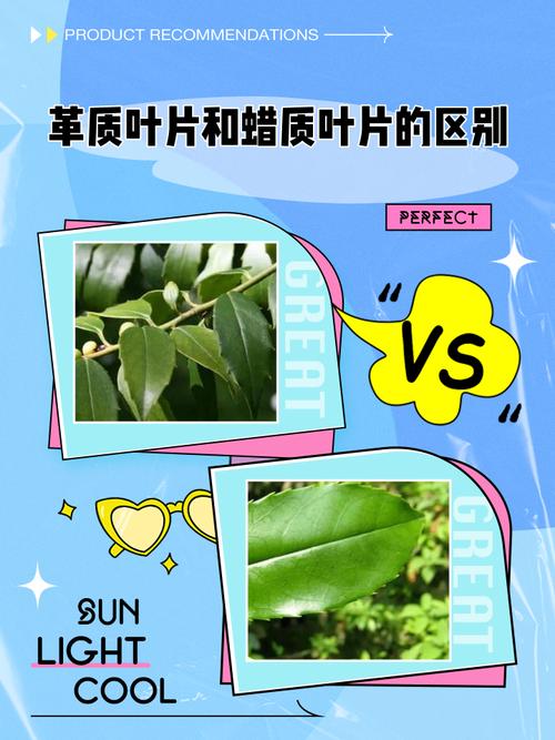 特殊叶片,特殊对待