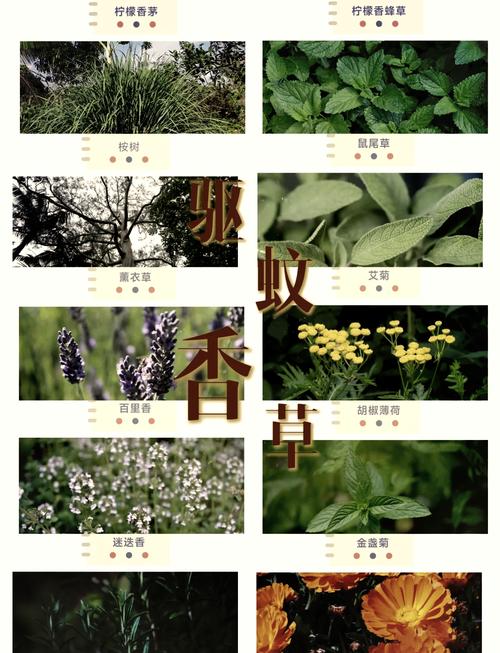 香草天然驱蚊挥发成分作用示意图