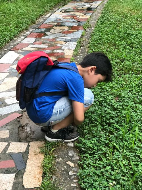 蹲在路边花坛看虫子的小男孩背影