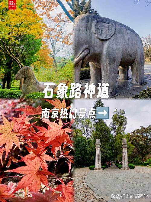 南京钟山风景名胜区明孝陵石象路秋日石驼红枫
