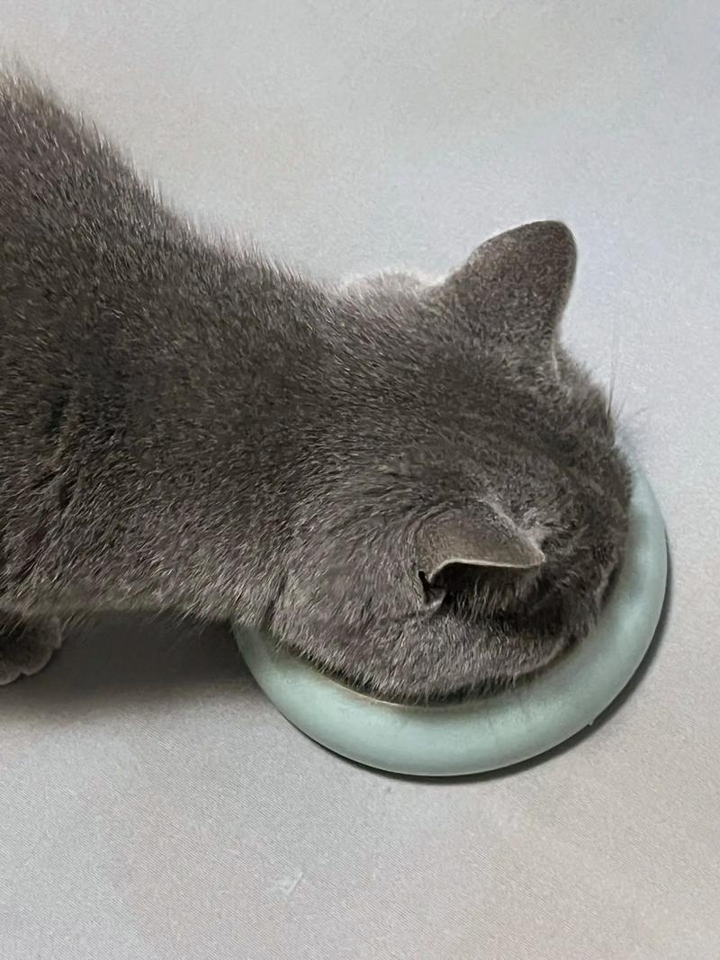 猫咪陶瓷食盆清洁实拍图