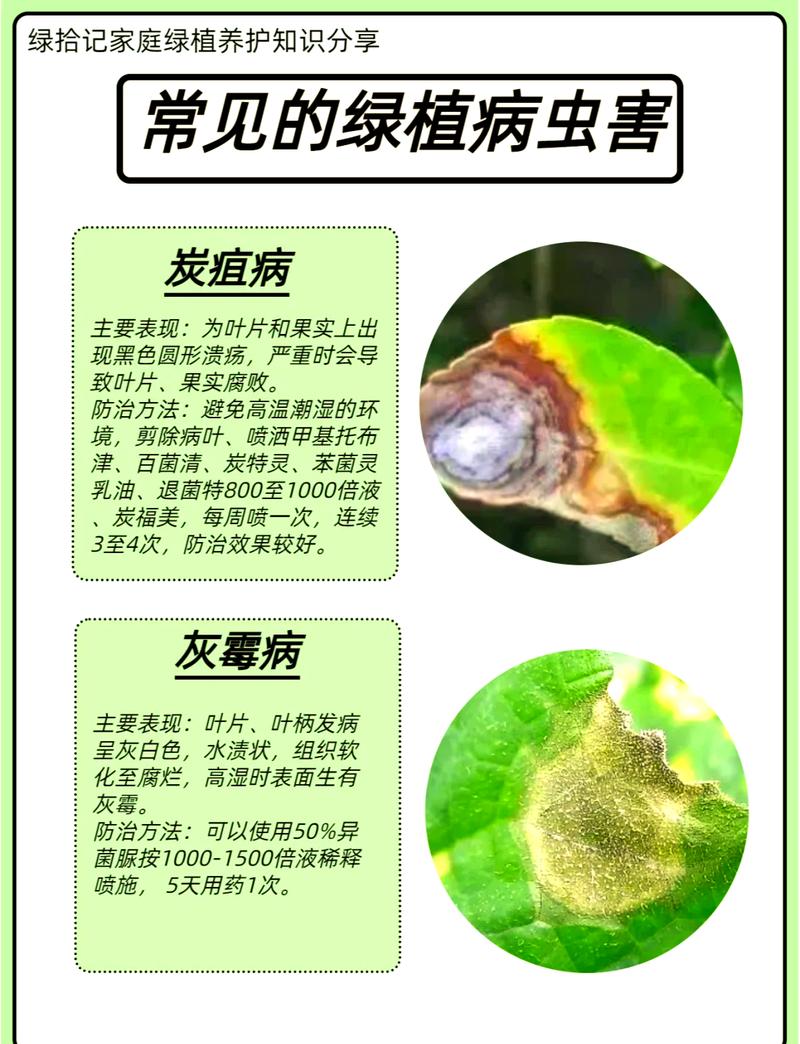 关于旧土和病虫害的一点小提醒