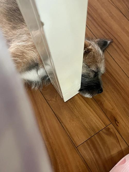 宠物噪音恐惧发作时躲在墙角发抖的实拍