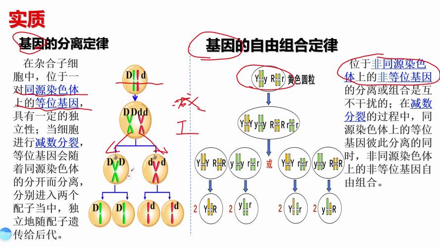 基因分离与自由组合定律比较示意图
