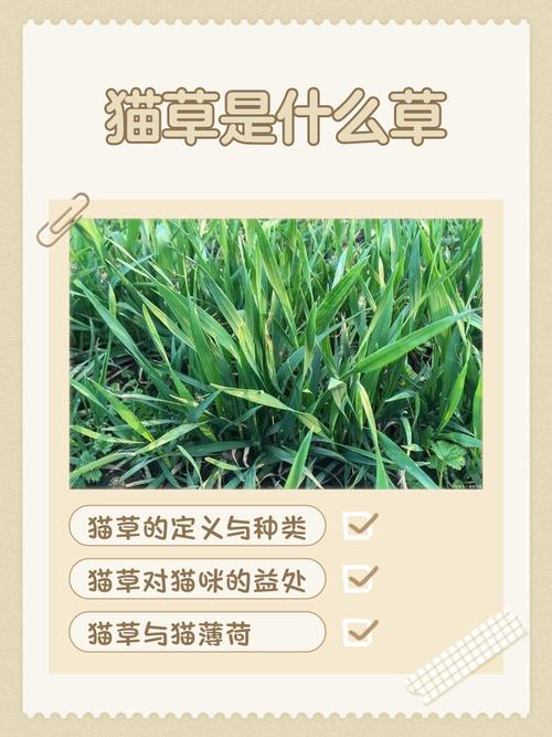 宠物保健品瓶罐 猫草对比