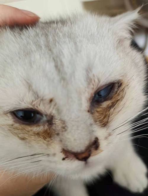 感染猫疱疹病毒的猫咪眼部脓性分泌物