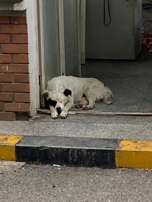 狗狗对着小区单元门吠叫巡逻实拍