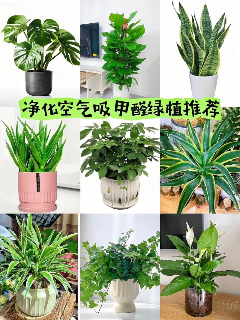 通风与绿植：呼吸之间的小心机