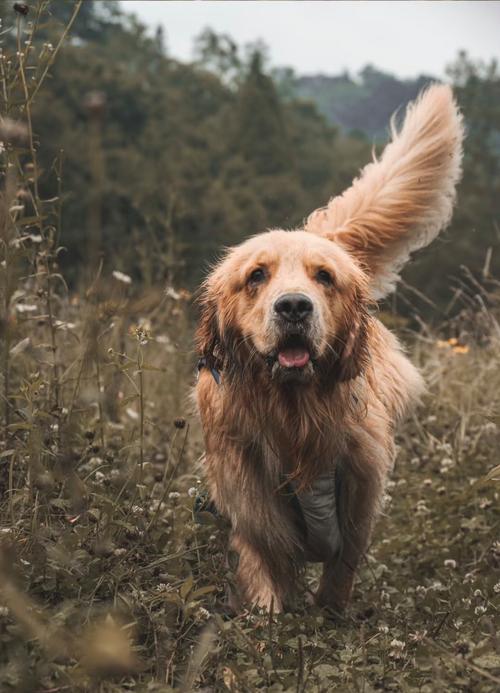金毛犬在草地上追尾巴 动感