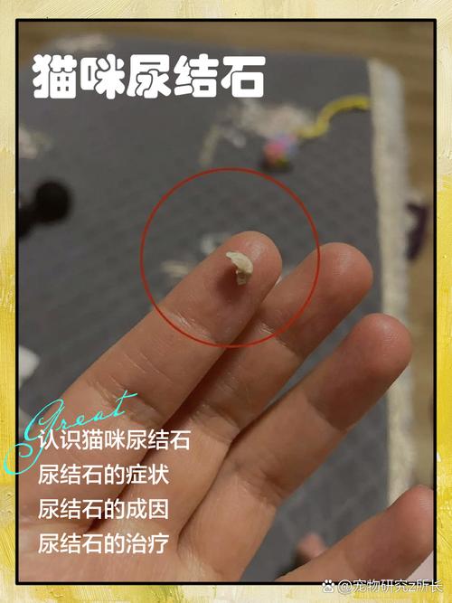 猫尿道结晶导尿排出物实拍