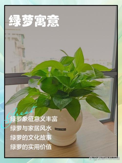 一盆绿萝，让我跟加湿器说拜拜了