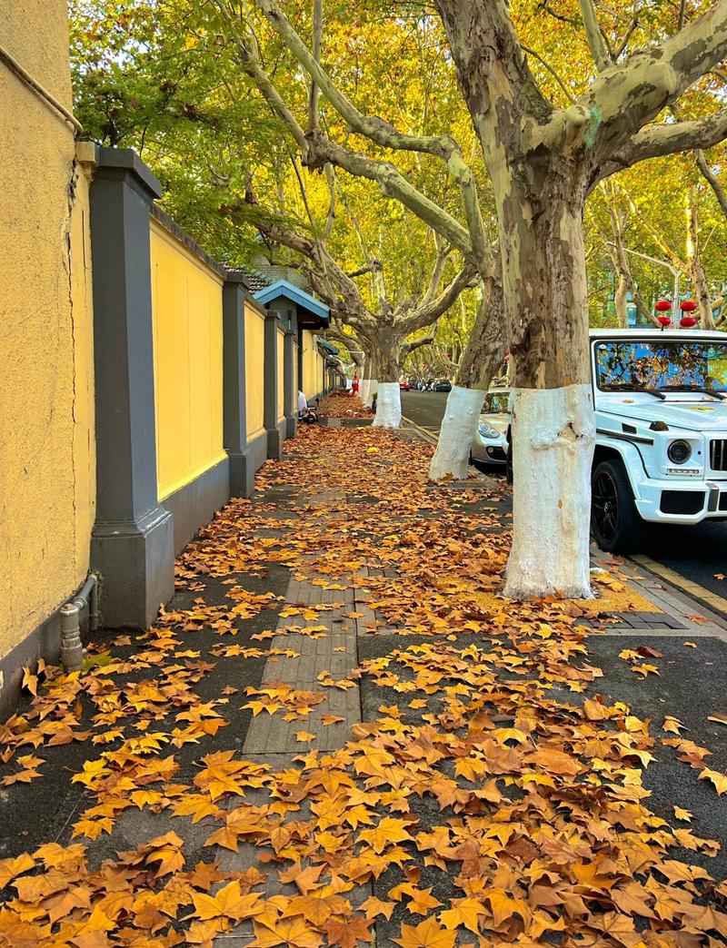 南京颐和路秋季梧桐落叶场景
