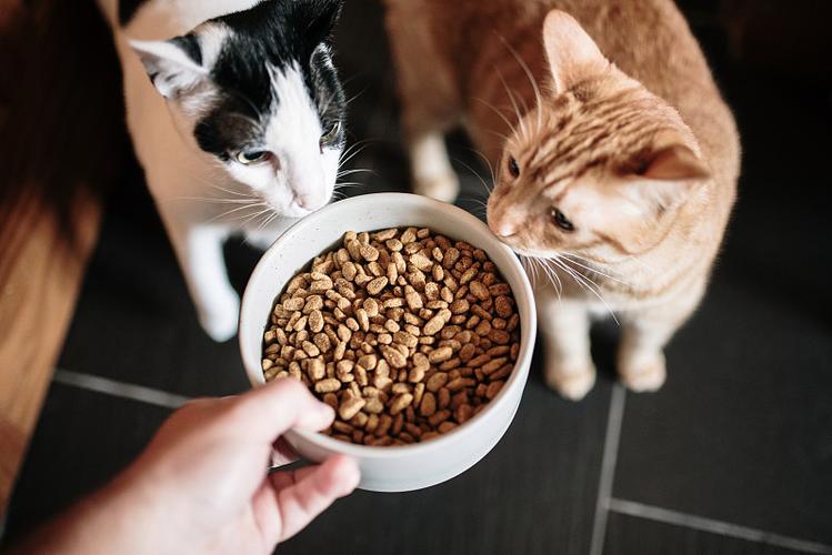 宠物猫对着新旧两碗猫粮犹豫的实拍画面