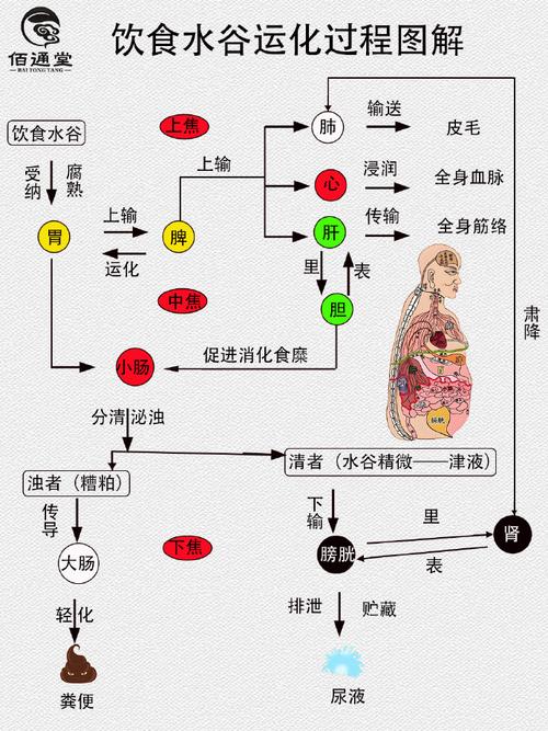 断食期间身体能量代谢切换示意图