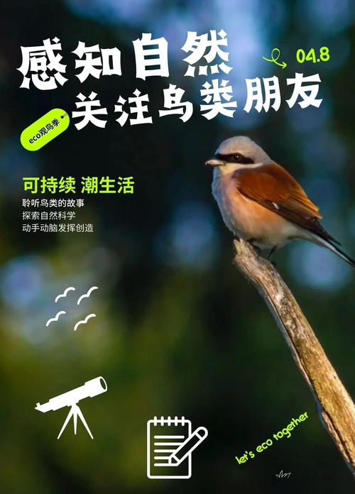 为什么观鸟会让人舒服?