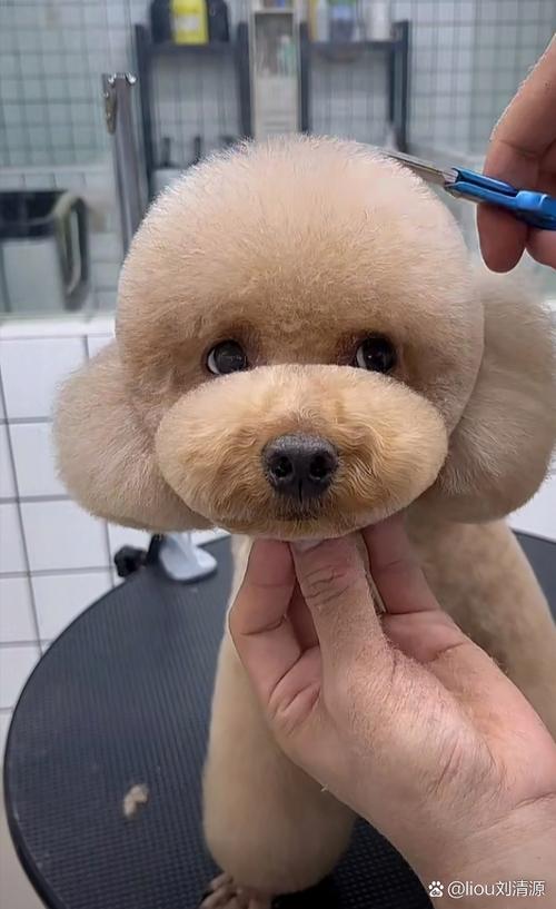 做完好造型的宠物狗美容成品展示