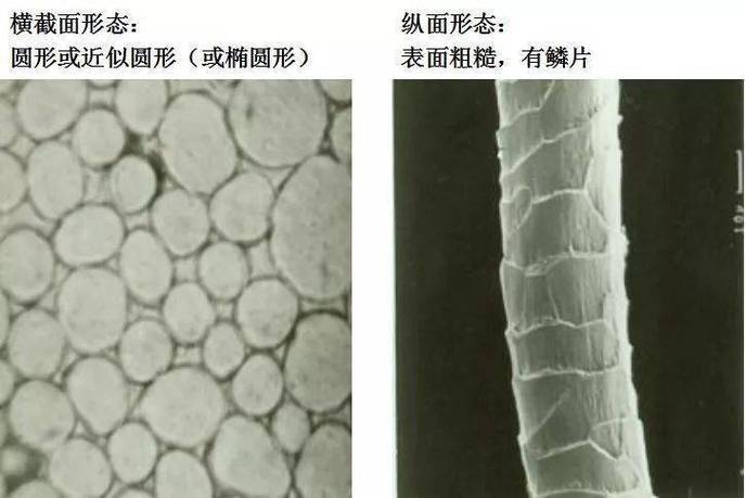运动速干面料纤维结构显微镜图