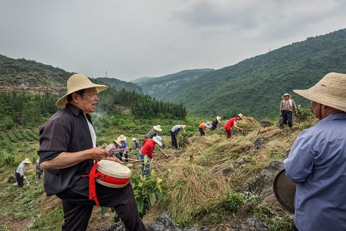 南漳薛坪镇连片稻田里敲锣打鼓薅草的村民