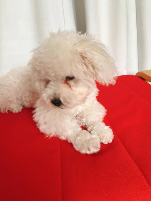 比熊犬眼周棕红色泪痕近距离实拍
