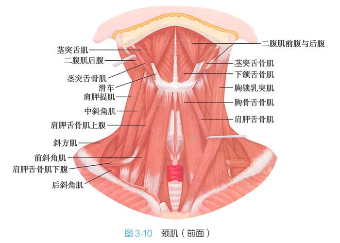 颈肩肌肉连接头部解剖示意图