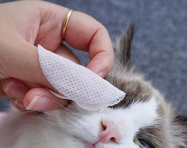 给短鼻猫擦拭眼角分泌物的正确手势实拍