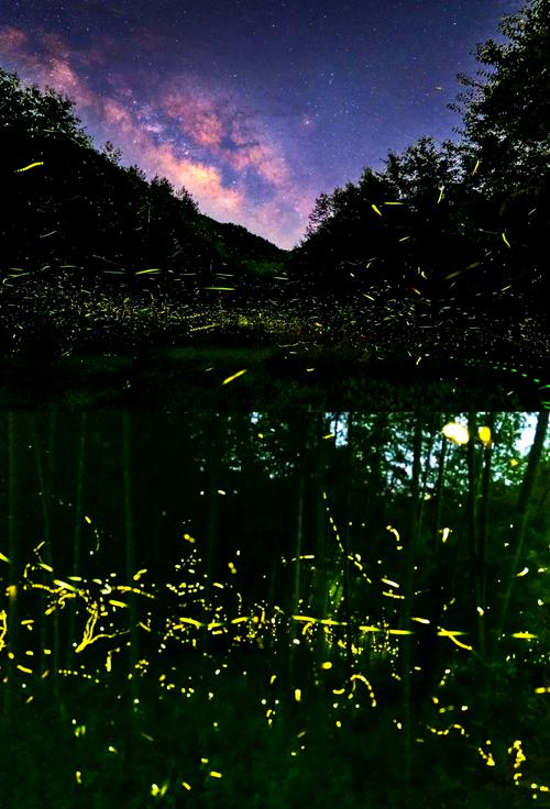皖南夏夜溪边萤火虫飞舞