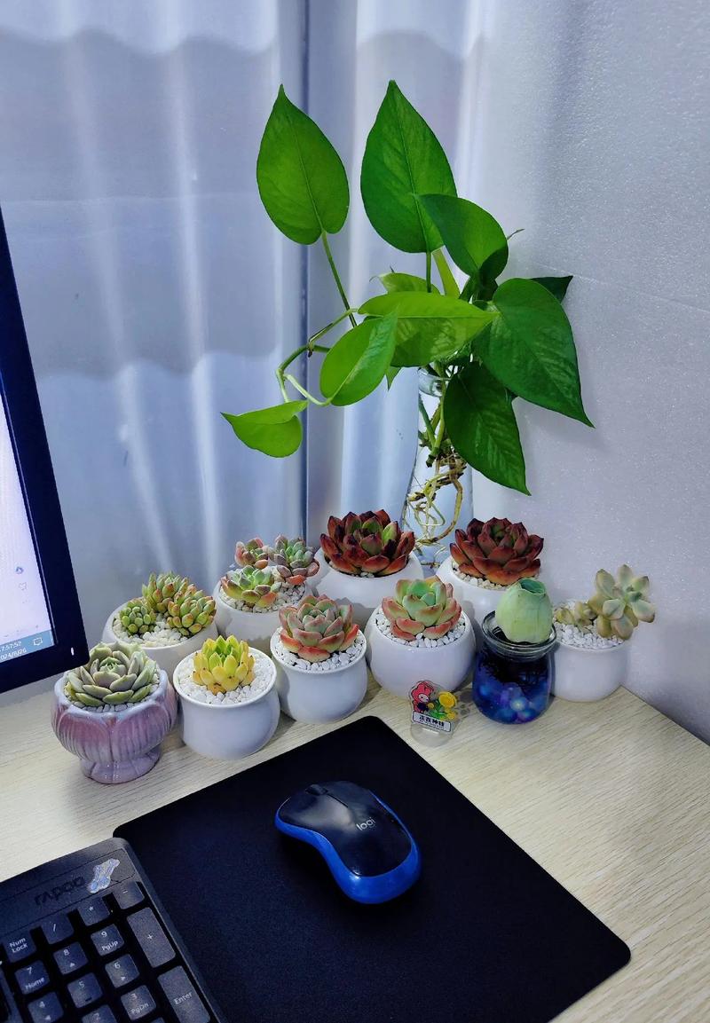 工厂控制室操作台多肉植物特写