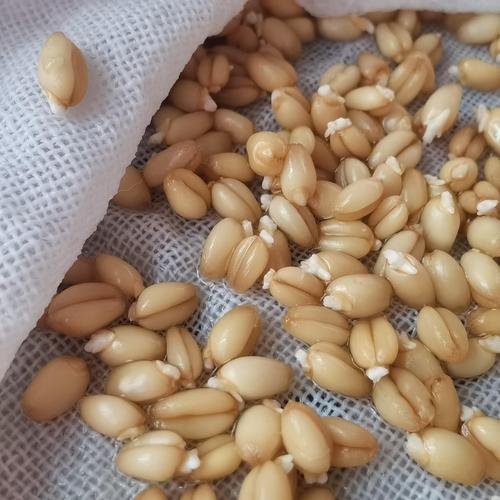 玻璃碗盛放新鲜发芽小麦生食食材图