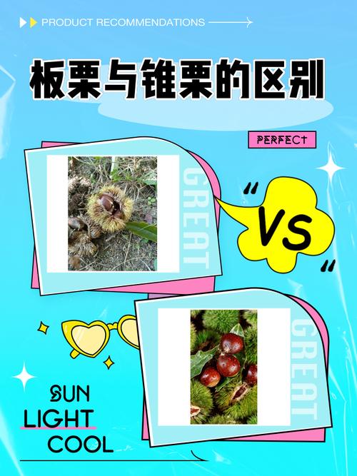 吃了30年栗子,今天才分清板栗、锥栗和油栗-因为所以