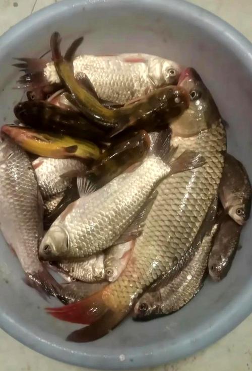 南漳千岛湖湖边垂钓野生渔获图