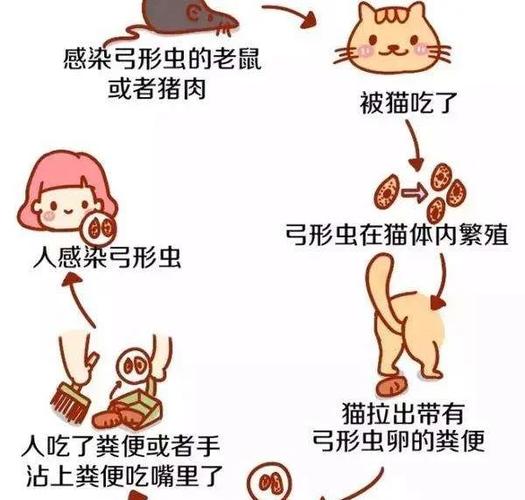 孕妇家庭养猫弓形虫感染路径说明图