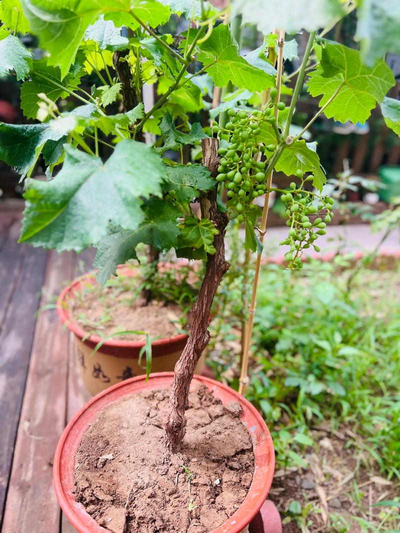 阳台盆栽葡萄结果,阳光透过叶缝照射