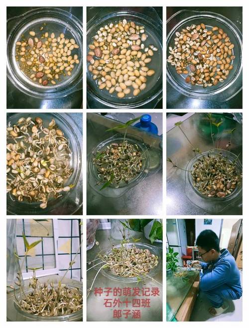 初中生生物试卷种子萌发实验考题手改稿