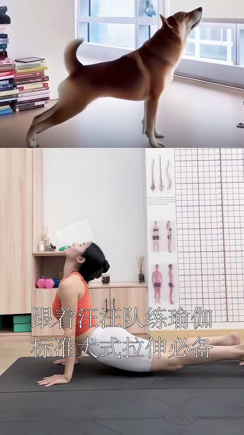 患犬髋关节日常拉伸放松示范图