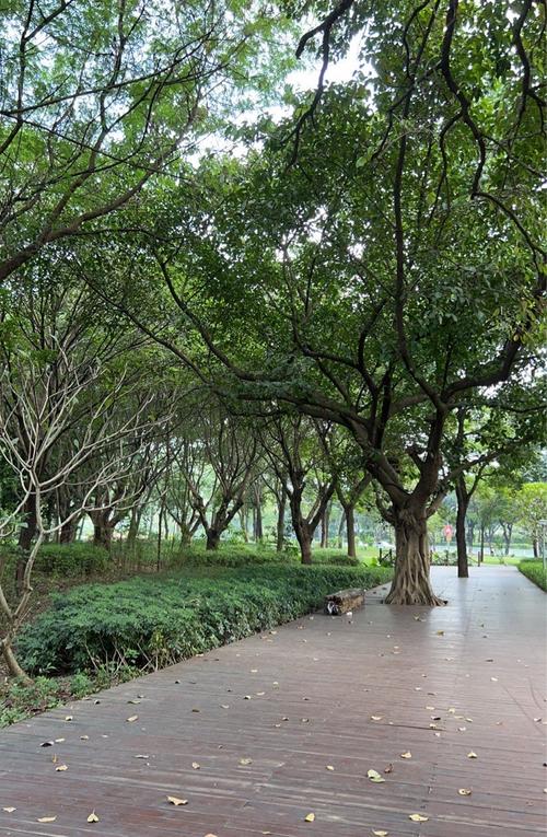 广州长隆天鹅湖沿岸细叶榕遮阴步道