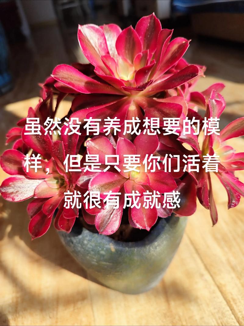 养花到最后,养的是心态