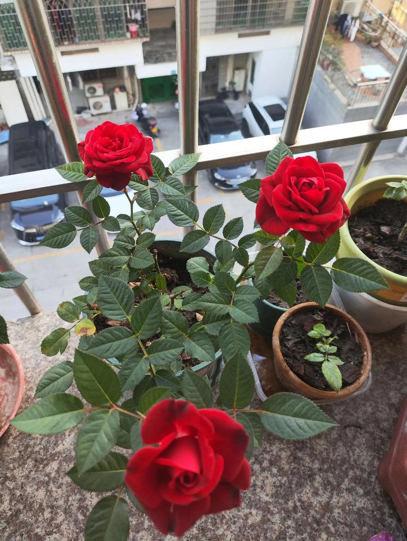 家庭阳台微型月季种植 盆栽开花 阳台花园