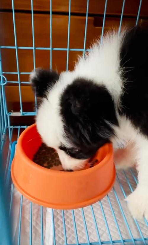 新接回家的幼犬在食盆前小口吃粮