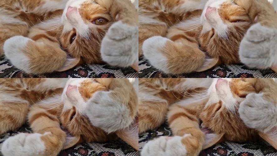 2700K暖光下出租屋沙发上打盹的橘猫