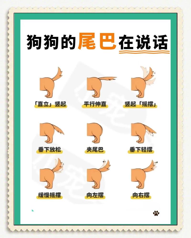 狗狗不同尾巴姿态对应的社交信号示意图